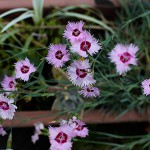 せきちく（石竹）Dianthus chinensis