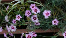 せきちく（石竹）Dianthus chinensis