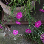 せきちく（石竹）Dianthus chinensis