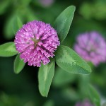 あかつめくさ （赤詰草）Trifolium pratense (2)