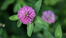 あかつめくさ （赤詰草）Trifolium pratense (2)
