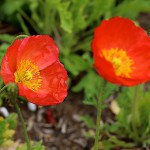 ひなげし（雛罌粟）Papaver rhoeas (5)