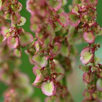 ぎしぎし（羊蹄）Rumex japonicus (3)