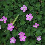 エゾフウロウ？蝦夷風露）Geranium yezoense