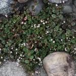 ひめつるそば（姫蔓蕎麦）Persicaria capitata (4)