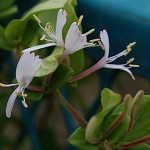 すいかずら（吸葛・忍冬）Lonicera japonica (2)