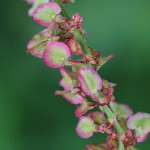 ぎしぎし（羊蹄）Rumex japonicus (4)