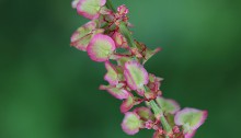 ぎしぎし（羊蹄）Rumex japonicus (4)