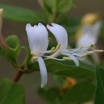 すいかずら（吸葛・忍冬）Lonicera japonica