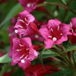 はこねうつぎ（箱根空木）Weigela coraeensis