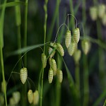 こばんそう（小判草）Briza maxima