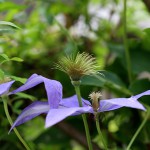 クレマチスClematis (13)