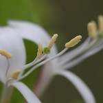 すいかずら（吸葛・忍冬）Lonicera japonica (10)
