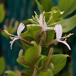 すいかずら（吸葛・忍冬）Lonicera japonica (3)