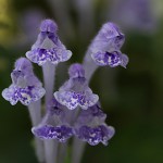 こばのたつなみそう小葉の立浪草）Scutellaria indica var. parvifolia (2)