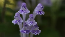 こばのたつなみそう小葉の立浪草）Scutellaria indica var. parvifolia (2)