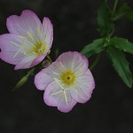 ひるざきつきみそう（昼咲月見草）Oenothera speciosa (8)