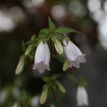 ほたるぶくろ（蛍袋）Campanula punctata Lam (3)