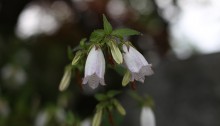 ほたるぶくろ（蛍袋）Campanula punctata Lam (3)