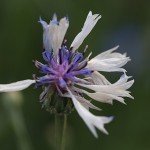 やぐるまぎく（矢車菊）Centaurea cyanus (4)