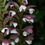 アカンサスモリスAcanthus