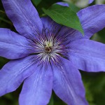 クレマチスClematis (8)