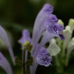 こばのたつなみそう小葉の立浪草）Scutellaria indica var. parvifolia (3)