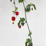 アプロチン・チロリアンランプAbutilon Tyrolean lamp (4)