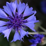 やぐるまぎく（矢車菊）Centaurea cyanus (2)