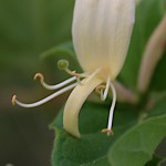 すいかずら（吸葛・忍冬）Lonicera japonica (7)