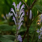 こばのたつなみそう小葉の立浪草）Scutellaria indica var. parvifolia