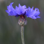 やぐるまぎく（矢車菊）Centaurea cyanus (6)