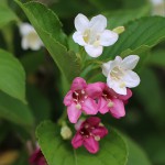 はこねうつぎ（箱根空木）Weigela coraeensis (1)