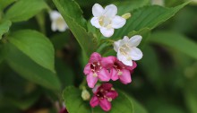 はこねうつぎ（箱根空木）Weigela coraeensis (1)