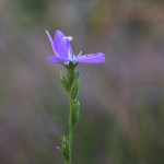 ききょうそう（桔梗草）Triodanis perfoliata (4)