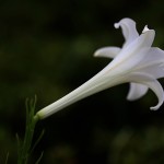 ユリ（百合）Lilium (9)