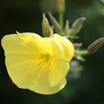 おおまつよいぐさ大待宵草）Oenothera erythrosepala (2)