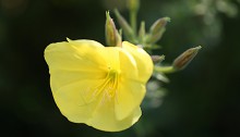 おおまつよいぐさ大待宵草）Oenothera erythrosepala (2)