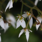 ゆきのした（雪の下）Saxifraga stolonifera