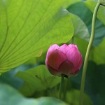 はす（蓮）Nelumbo nucifera (5)