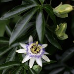 とけいそう（時計草）Passiflora caerulea (8)
