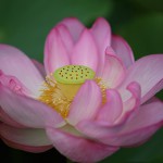 はす（蓮）Nelumbo nucifera (3)