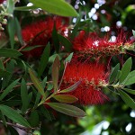 きんぽうじゅ金宝樹＝ブラシノ木）Callistemon speciosus (4)