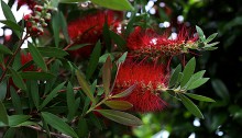 きんぽうじゅ金宝樹＝ブラシノ木）Callistemon speciosus (4)