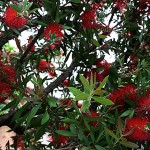 きんぽうじゅ金宝樹＝ブラシノ木）Callistemon speciosus (3)