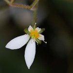 ゆきのした（雪の下）Saxifraga stolonifera (4)