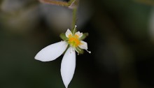 ゆきのした（雪の下）Saxifraga stolonifera (4)