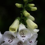 ジキタリス　Digitalis L. (1)