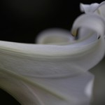 ユリ（百合）Lilium (8)