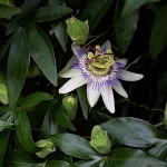 とけいそう（時計草）Passiflora caerulea (2)